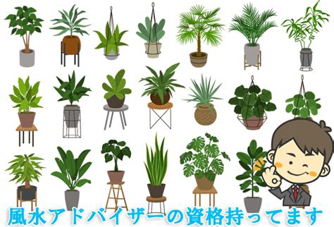 開運植物|【最強の幸運を呼ぶ観葉植物10選】風水アドバイザー。